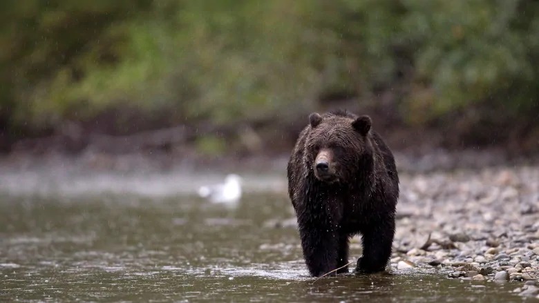 Water and Bears Image